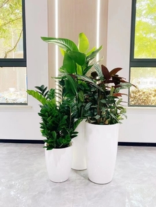 想给前湾空间添绿？植物出租实惠来袭别错过！